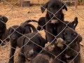 Cane corsa Tiger ve blue yavruları