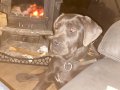 Cane corsa tiger blue yavruları