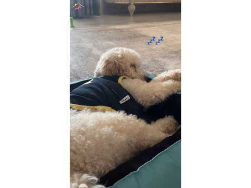 Toy Poodle Eğitimli Beyaz Irk