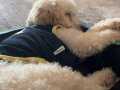 Toy Poodle Eğitimli Beyaz Irk