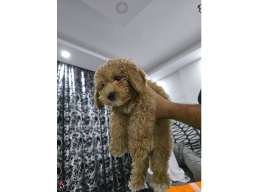 İnanılmaz insancıl bir köpektir