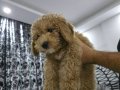 İnanılmaz insancıl bir köpektir