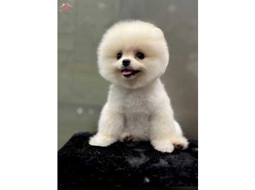 TEDDY BEAR BİRBİRİNDEN TATLI BEBEKLER