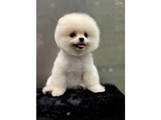 SAFKAN TEDDY BEAR POMERANİAN BEBEKLER