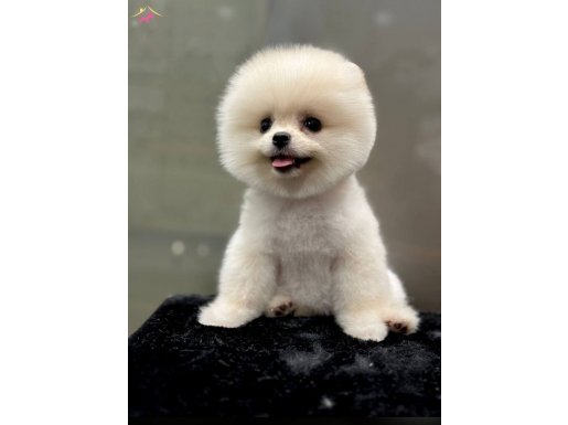 ÜST KALİTE SAFKAN POMERANİAN