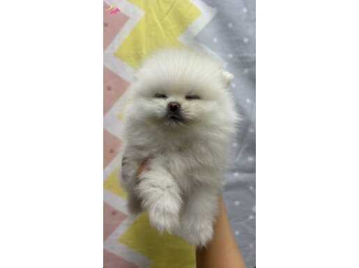 ÜST KALİTE SAFKAN POMERANİAN