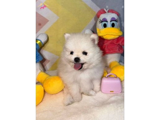 SAFKAN ORJİNAL POMERANİAN BEBEKLER