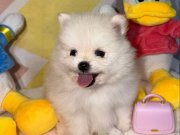 SAFKAN ORJİNAL POMERANİAN BEBEKLER