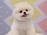 ORJİNAL POMERANİAN BOO 