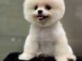 TEDDY BEAR BİRBİRİNDEN TATLI BEBEKLER