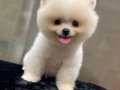 POMERANİAN BOO TEDDY BEAR BEBEKLER