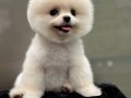 SAFKAN TEDDY BEAR POMERANİAN BEBEKLER