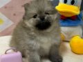 ORJİNAL POMERANİAN BOO 
