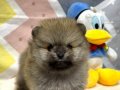 ORJİNAL POMERANİAN BOO 