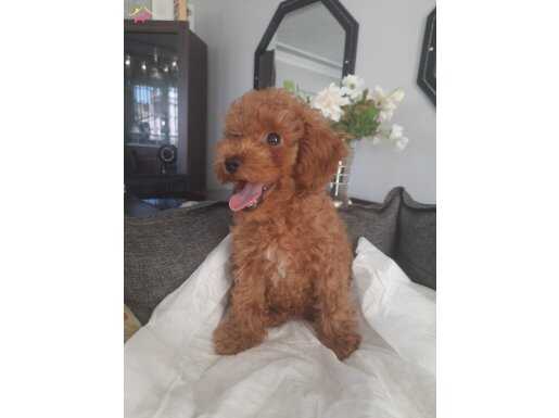 Aileden 2.5 aylık toy poodle