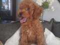 Aileden 2.5 aylık toy poodle