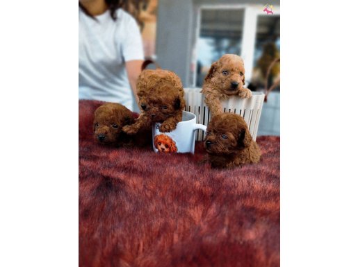 Mıcro red dark poodle bebışler
