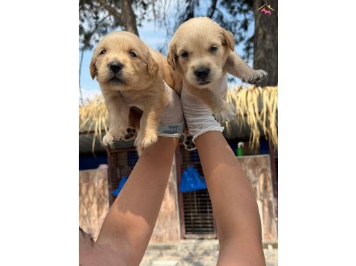 Golden retriever oyuncu sevıcı yavrular