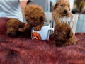 Mıcro red dark poodle bebışler
