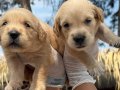 Golden retriever oyuncu sevıcı yavrular