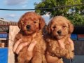 Toy poodle tatlı bebeklerim