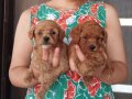 Toy poodle tatlı bebeklerim