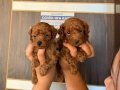 Toy poodle tatlı bebeklerim
