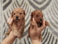 Toy poodle tatlı bebeklerim