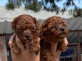 Toy poodle tatlı bebeklerim