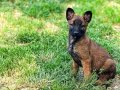 BELÇİKA MALINOIS YAVRULARI 2 ERKEK-1 DİŞİ