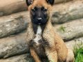 BELÇİKA MALINOIS YAVRULARI 2 ERKEK-1 DİŞİ