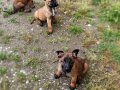 BELÇİKA MALINOIS YAVRULARI 2 ERKEK-1 DİŞİ