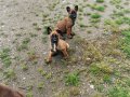 BELÇİKA MALINOIS YAVRULARI 2 ERKEK-1 DİŞİ