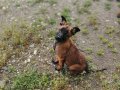 BELÇİKA MALINOIS YAVRULARI 2 ERKEK-1 DİŞİ