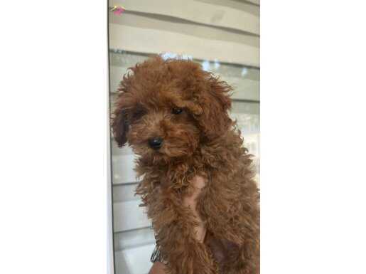 sevimli toy poodle yavruları safkan aile ortamında büyümüş
