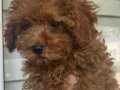sevimli toy poodle yavruları safkan aile ortamında büyümüş