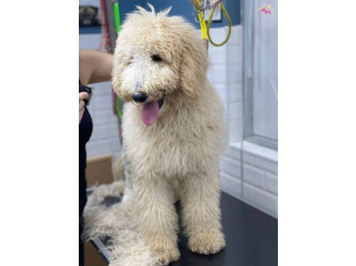 Golden doodle