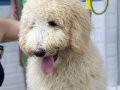 Golden doodle