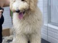 Golden doodle