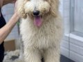 Golden doodle