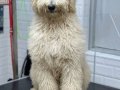 Golden doodle
