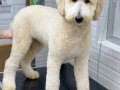 Golden doodle