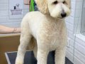 Golden doodle