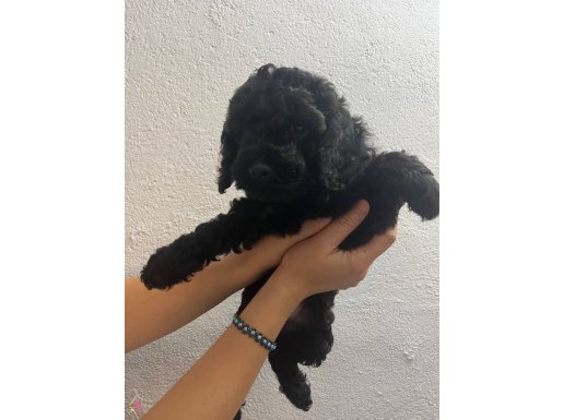 Toy poodle 2 dişi siyah inci tanesi 