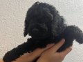Toy poodle 2 dişi siyah inci tanesi 