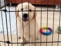 2 aylık sağlıklı dişi yavru golden