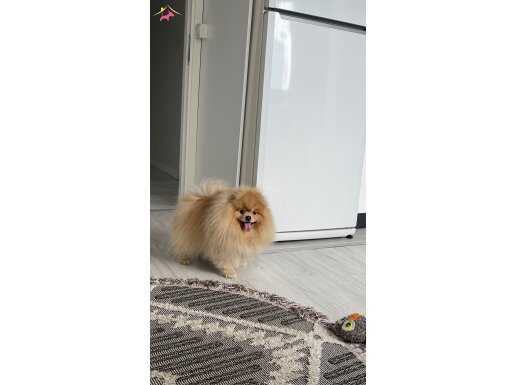 Pomeranian original 