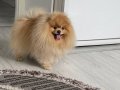 Pomeranian original 