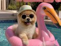 pomeranian boo