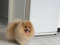 pomeranian boo